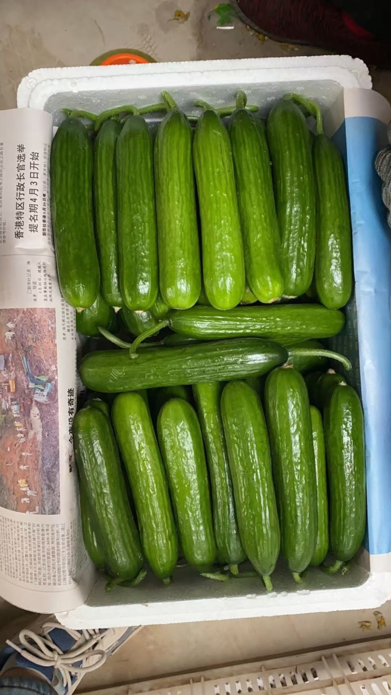 精品水果黄瓜，商超，一件代发，平台，市场均可发货，