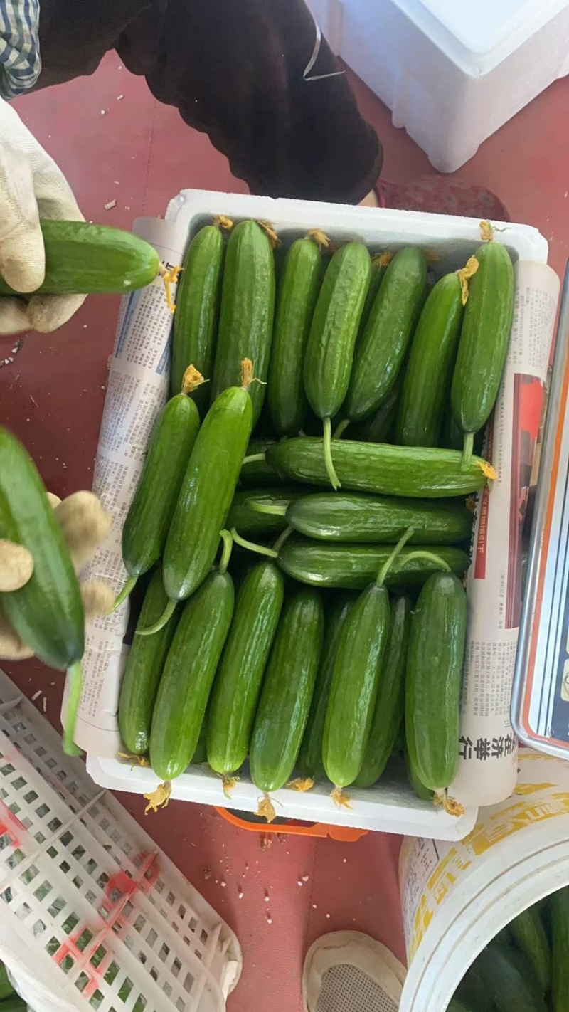 精品水果黄瓜，商超，一件代发，平台，市场均可发货，