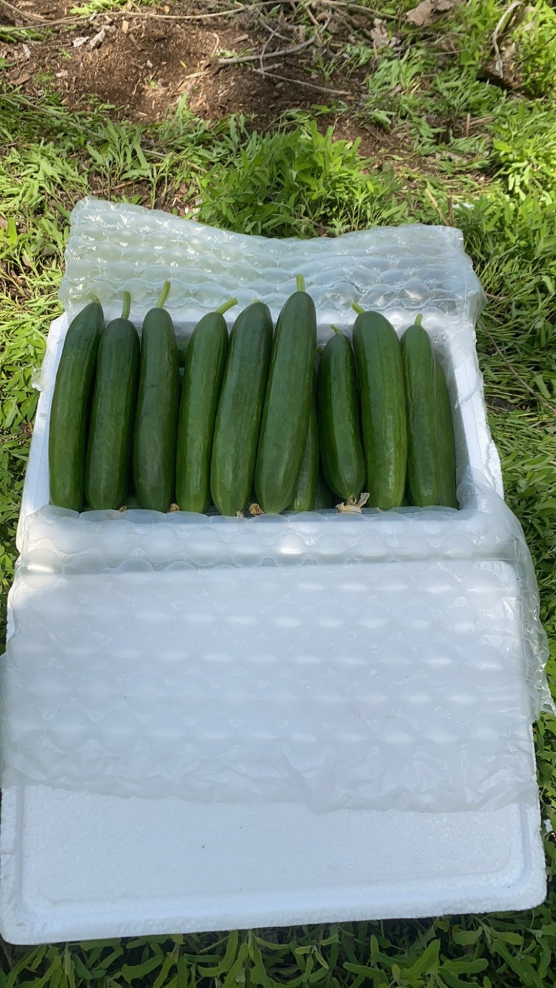 精品水果黄瓜，商超，一件代发，平台，市场均可发货，