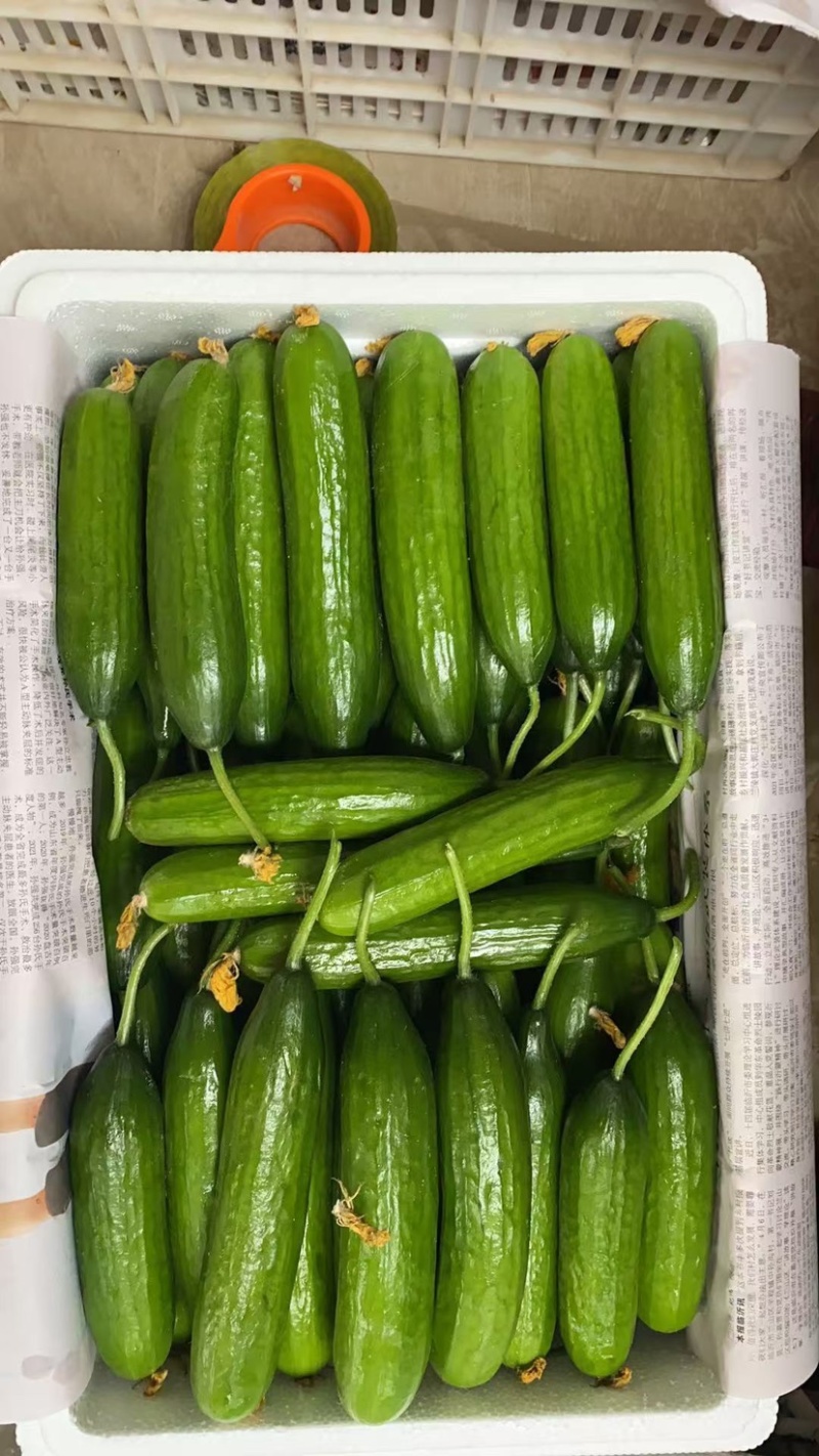 精品水果黄瓜，商超，一件代发，平台，市场均可发货，
