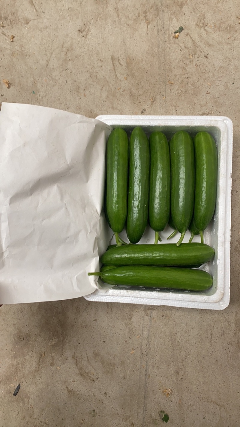 精品水果黄瓜，商超，一件代发，平台，市场均可发货，
