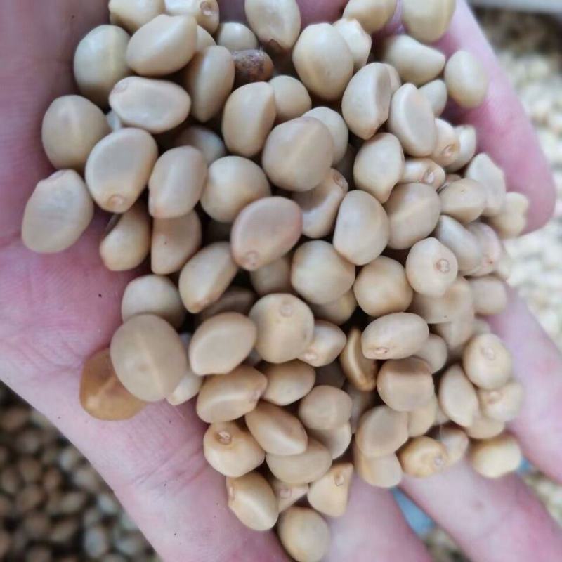 中药材华佗豆金丝指葫芦拐子豆小偷豆跌打豆贼老