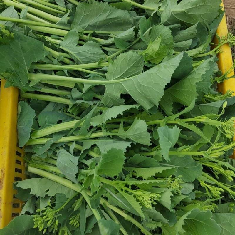 狮山油菜苔