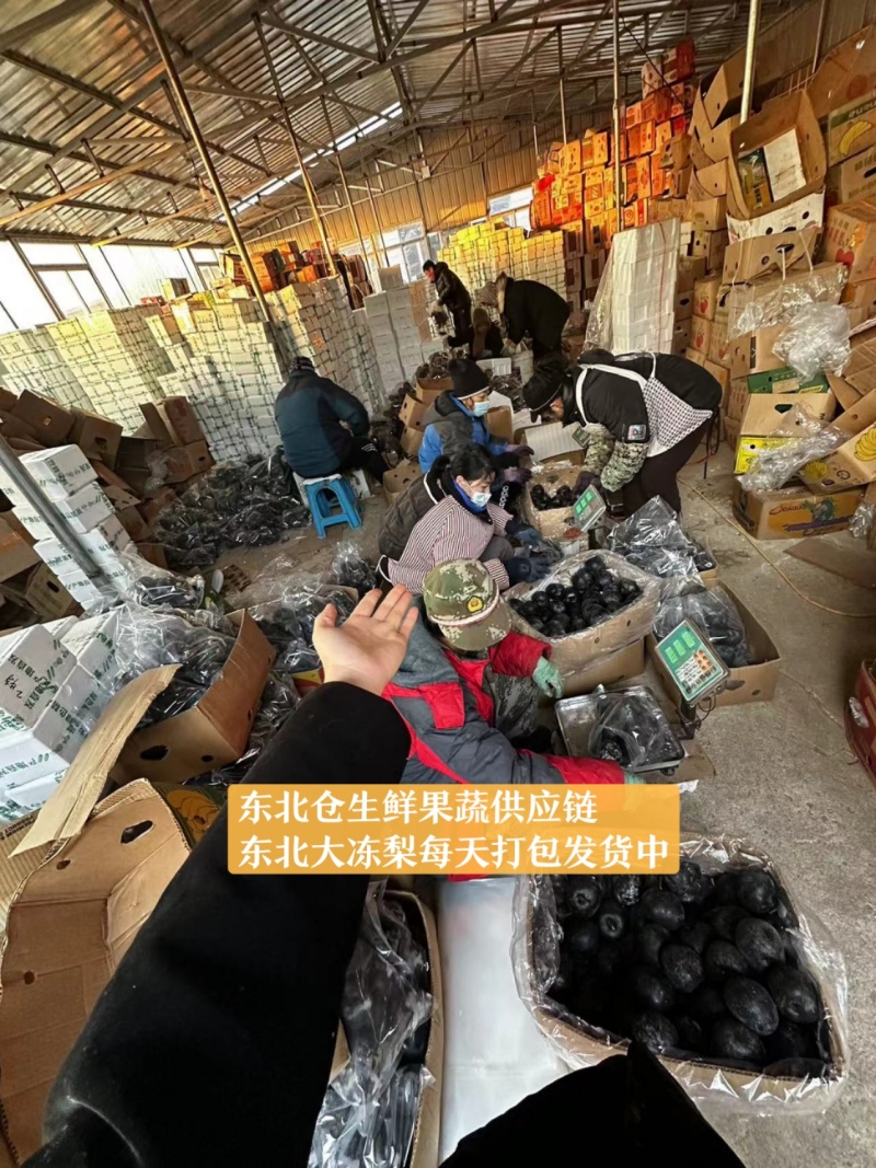 香水梨产地冻梨一手货源规格齐全基地现货供应量大可长期合作