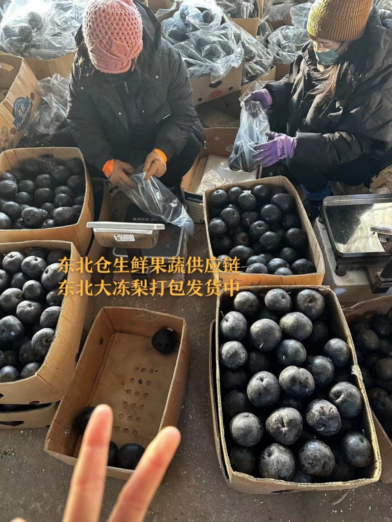 香水梨产地冻梨一手货源规格齐全基地现货供应量大可长期合作