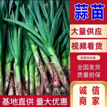 【精选】湖北红根蒜苗毛蒜水洗蒜千亩基地直供一手货