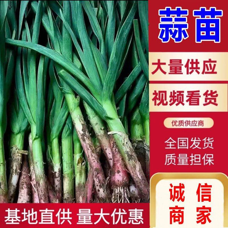 【精选】湖北红根蒜苗毛蒜水洗蒜千亩基地直供一手货