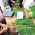 【精选】湖北红根蒜苗毛蒜水洗蒜千亩基地直供一手货