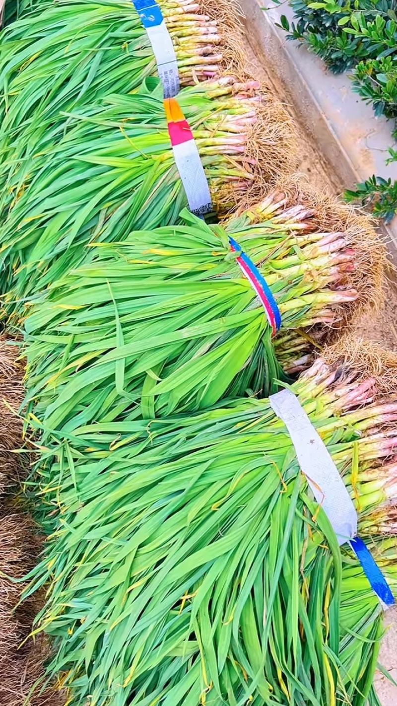 【精选】湖北红根蒜苗毛蒜水洗蒜千亩基地直供一手货