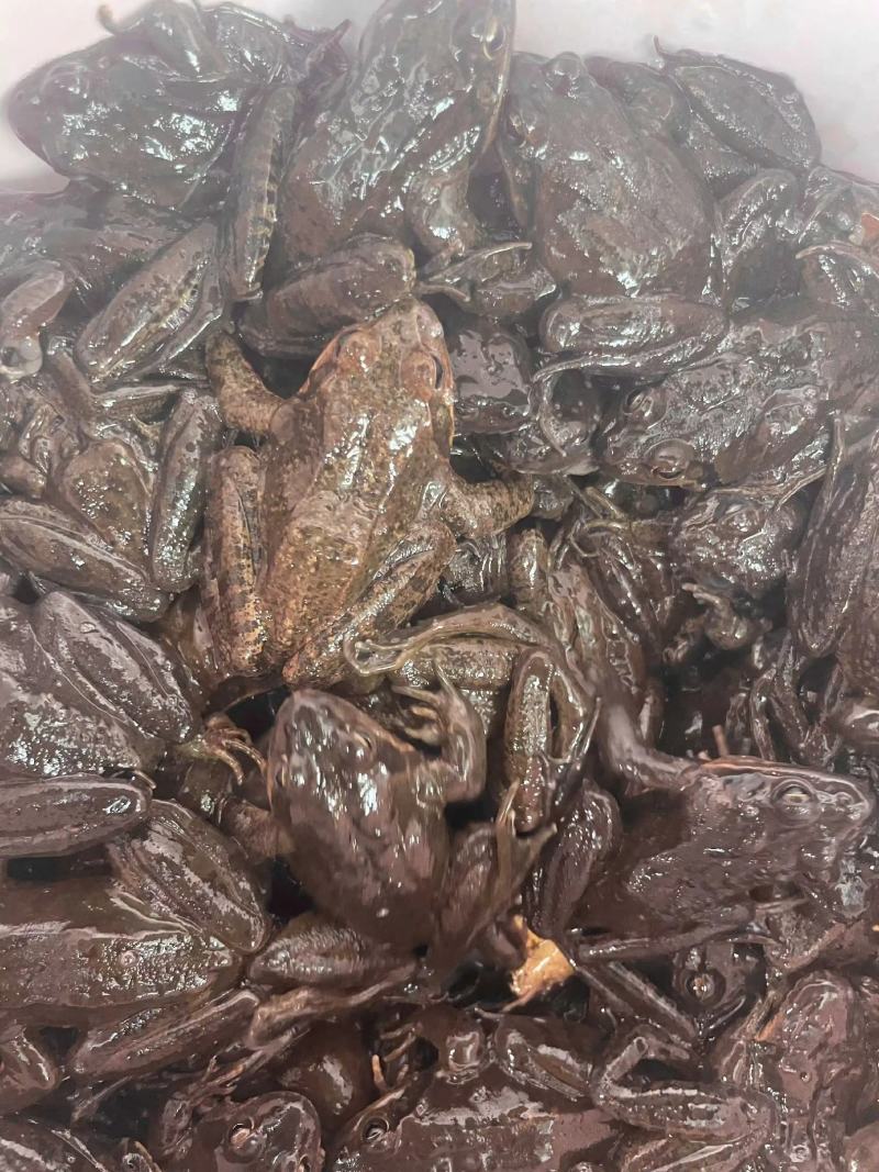 鲜活林蛙母豹子满子满油