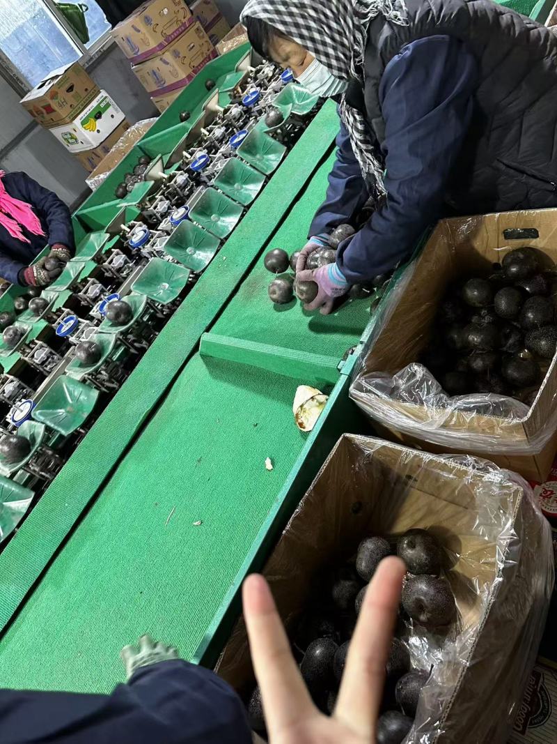 香水梨产地冻梨一手货源规格齐全基地现货供应量大可长期合作