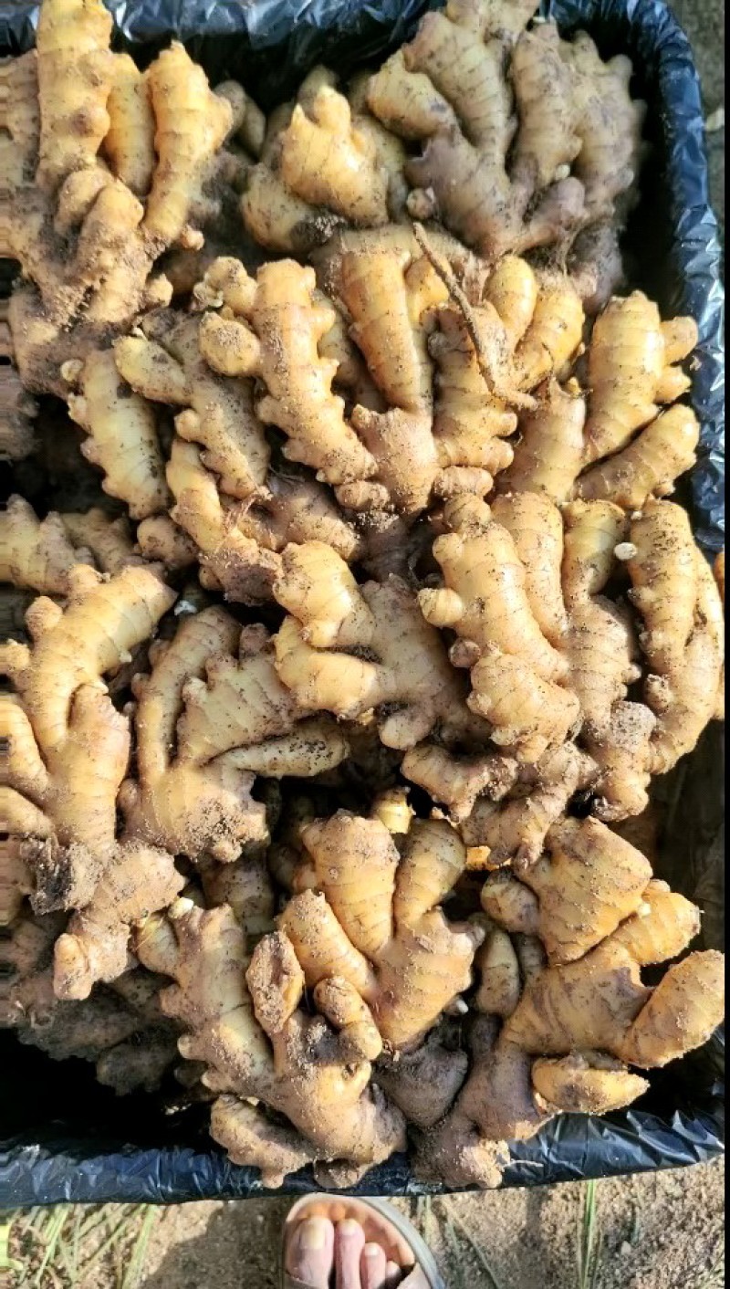 山东小黄姜，产地货源，地窖看货，保质保量全国发货