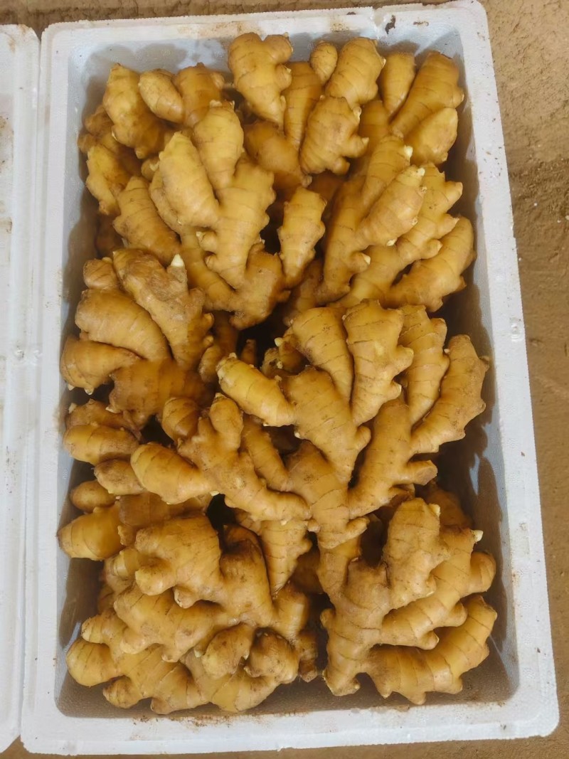 山东小黄姜，产地货源，地窖看货，保质保量全国发货
