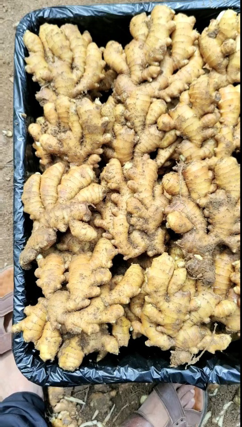 山东小黄姜，产地货源，地窖看货，保质保量全国发货