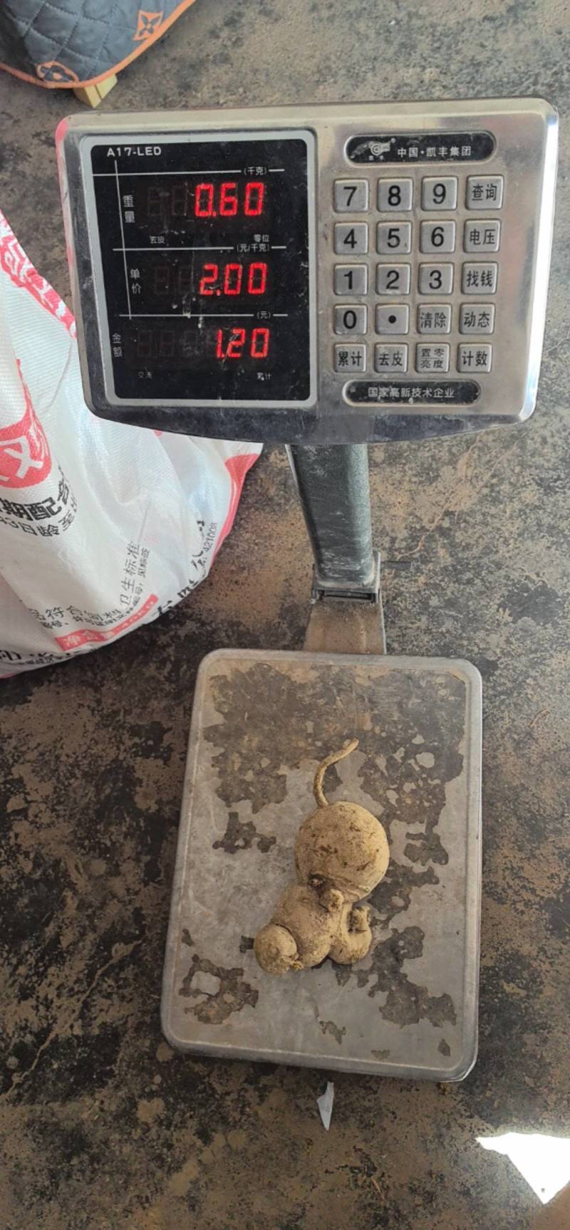新鲜金果榄