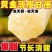 云南黄金正宗甘蔗现砍黄皮新鲜当季青皮水果脆甜多汁整箱代发