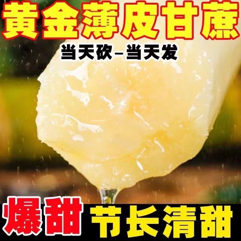 云南黄金正宗甘蔗现砍黄皮新鲜当季青皮水果脆甜多汁整箱代发
