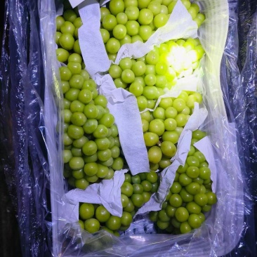 阳光玫瑰葡萄