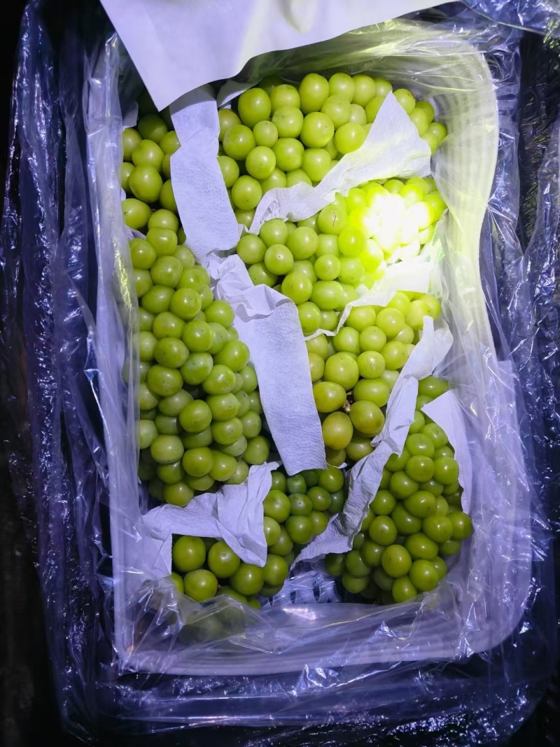 阳光玫瑰葡萄