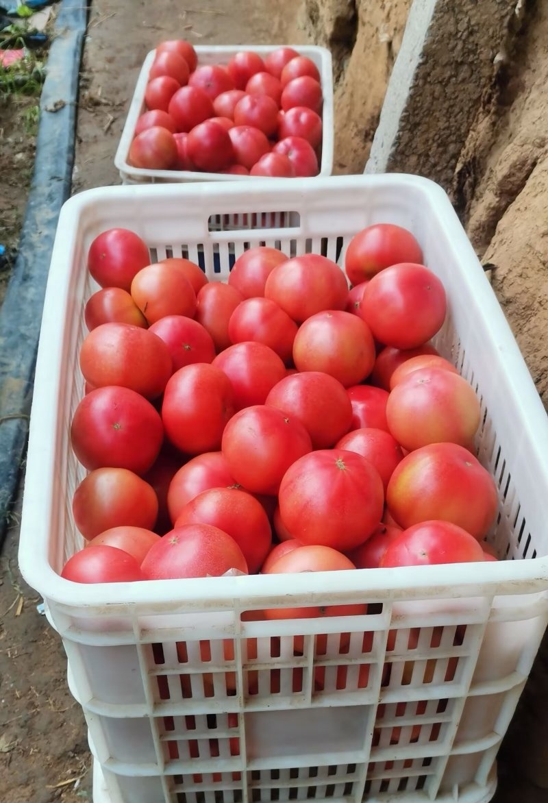 《硬粉西红柿》辽宁西红柿弧二弧三现摘现发价格便宜
