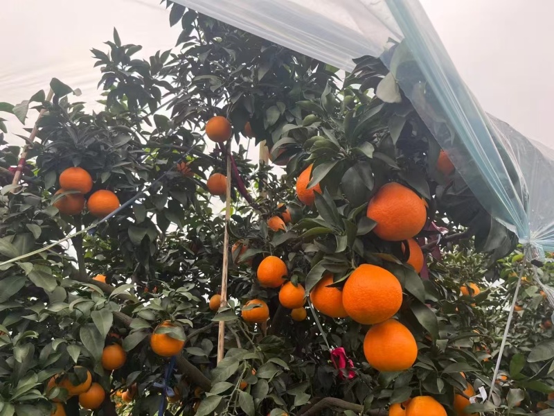 精品爱媛橙爱媛果冻橙品质保证量大从优对接各大商超