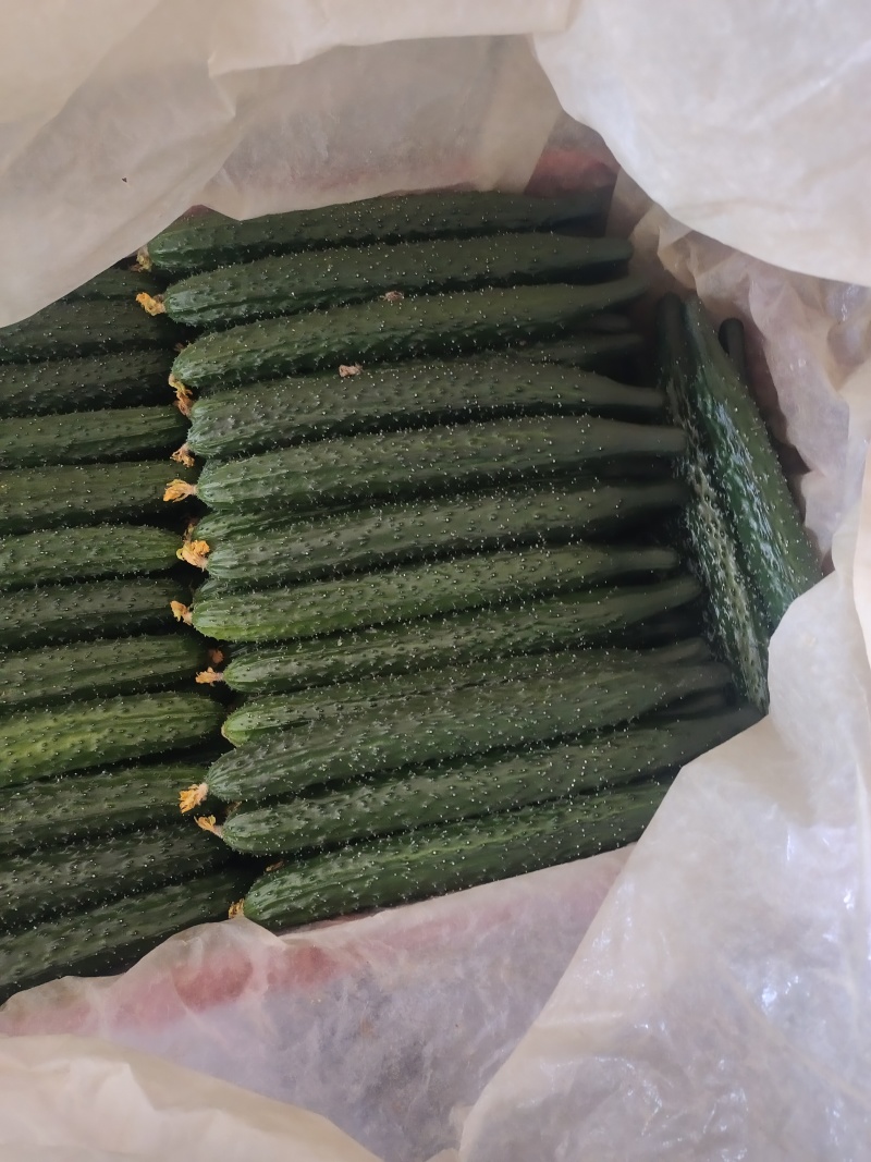 精品黄瓜黑又亮大花就是好看