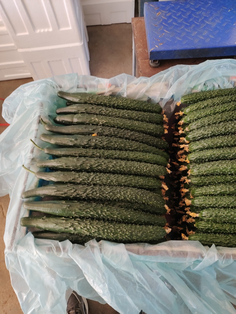 精品黄瓜黑又亮大花就是好看
