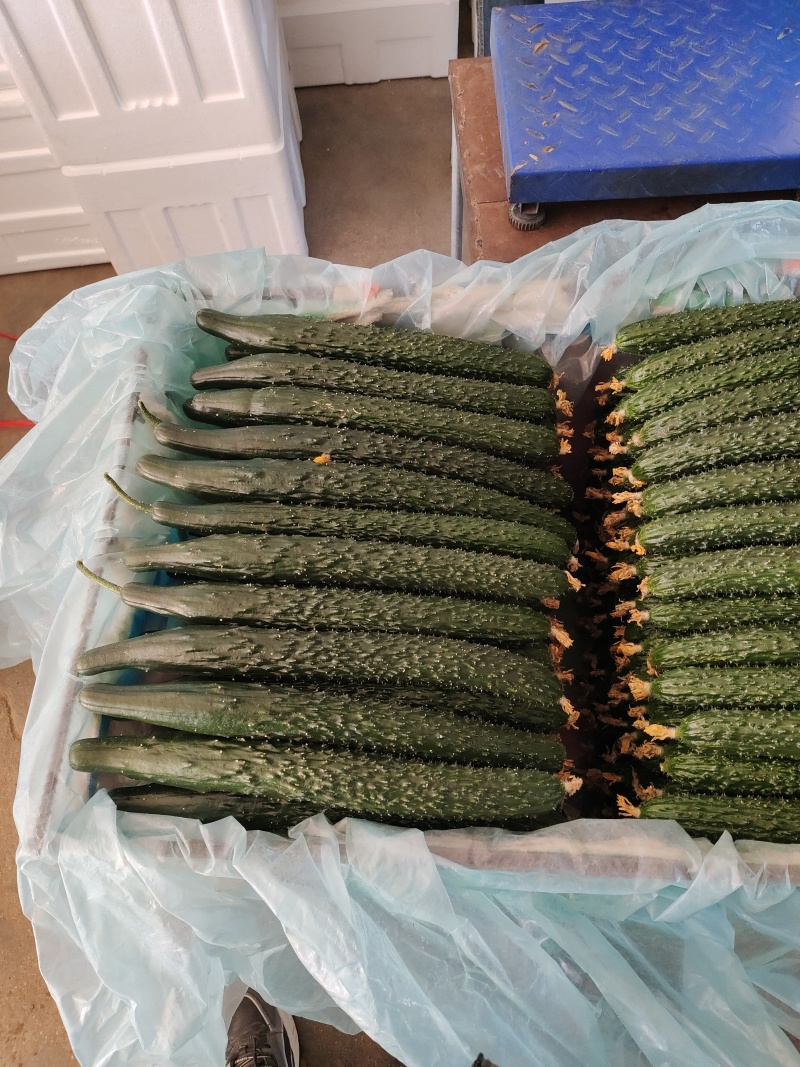 精品黄瓜黑又亮大花就是好看