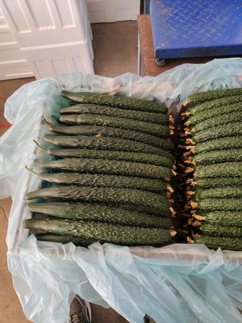 精品黄瓜黑又亮大花就是好看