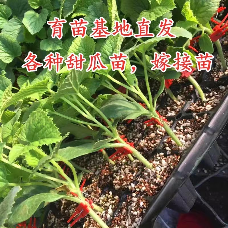 天美519甜瓜苗嫁接甜瓜苗山东育苗基地直发各种瓜苗