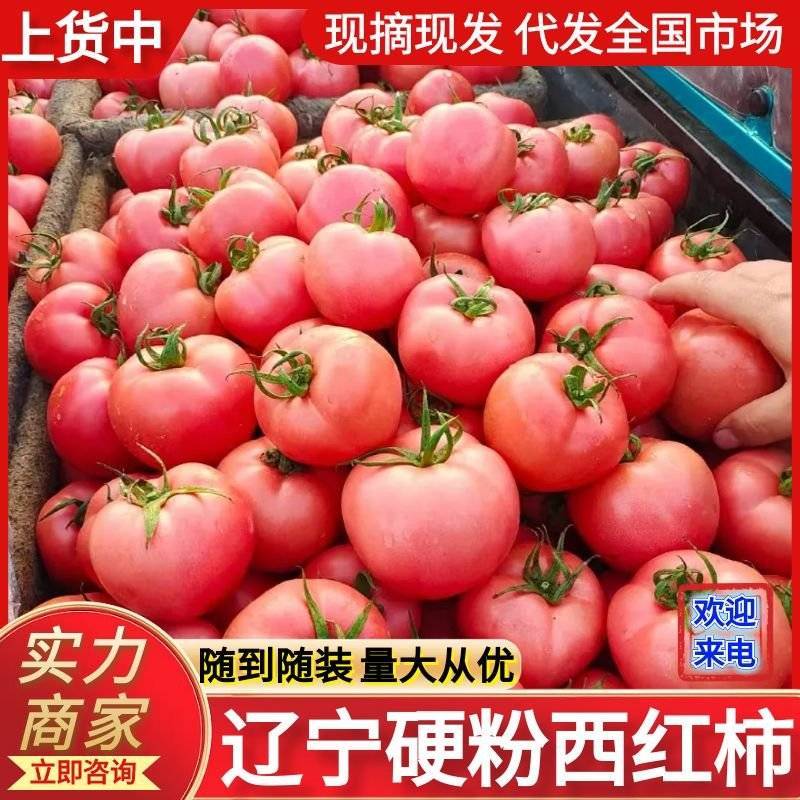 《硬粉西红柿》辽宁西红柿弧二弧三现摘现发价格便宜