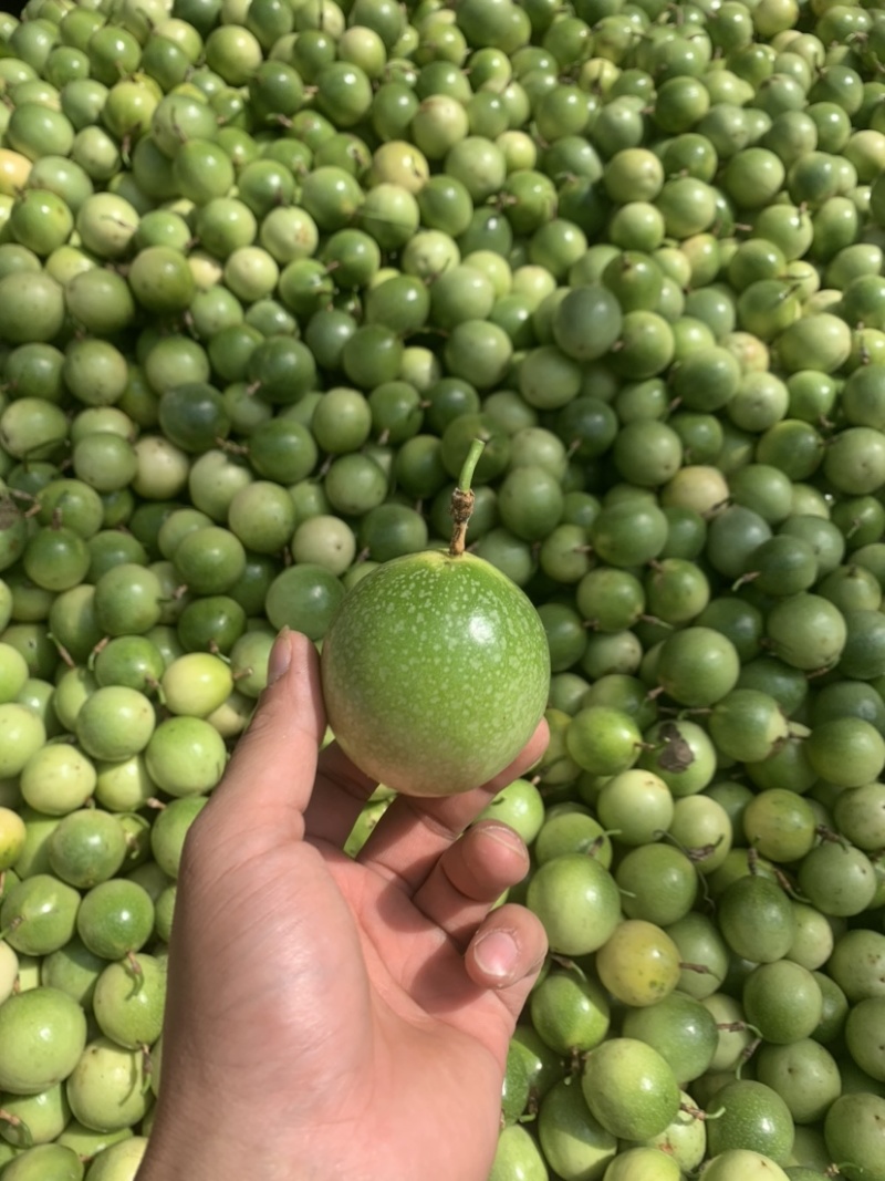 黄金百香果，产地直销，每天大量稳定供应，纯甜无酸