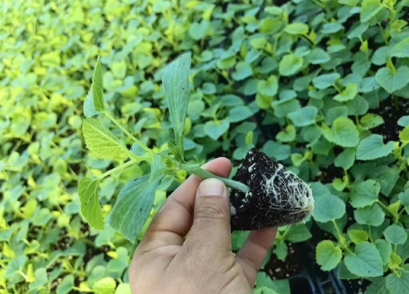 堪甜绿宝甜瓜苗，花丹二号甜瓜苗存活率高免费技术指导