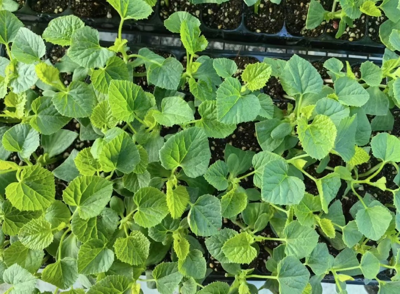 堪甜绿宝甜瓜苗，花丹二号甜瓜苗存活率高免费技术指导