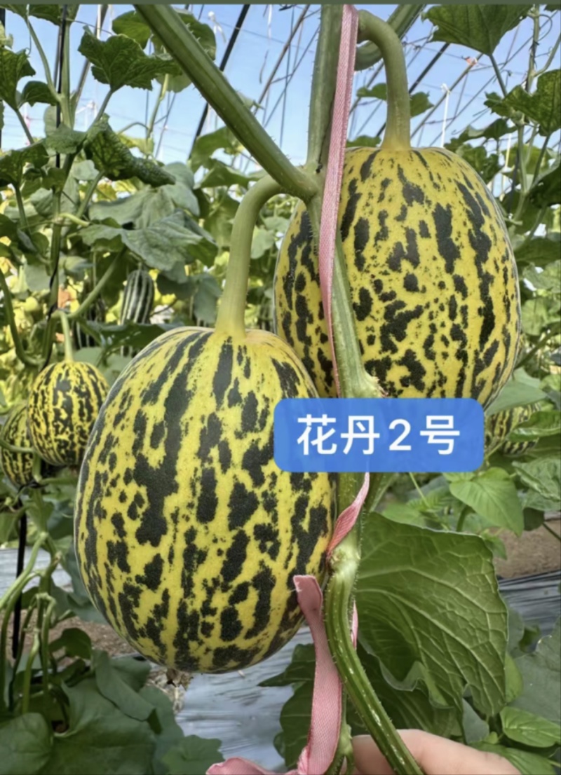堪甜绿宝甜瓜苗，花丹二号甜瓜苗存活率高免费技术指导