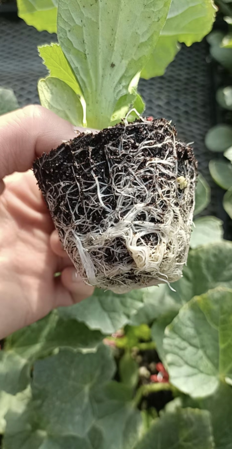 堪甜绿宝甜瓜苗，花丹二号甜瓜苗存活率高免费技术指导