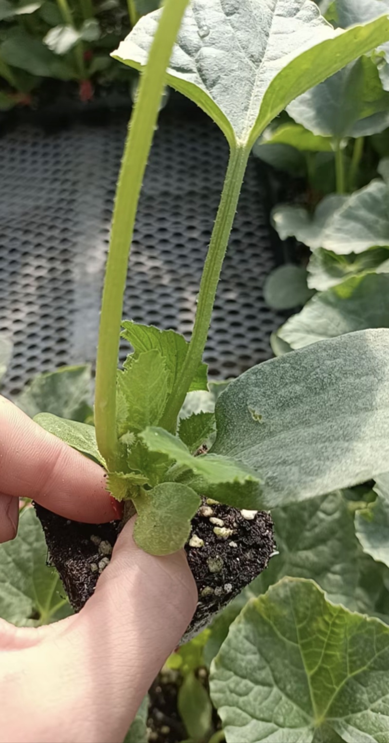 堪甜绿宝甜瓜苗，花丹二号甜瓜苗存活率高免费技术指导