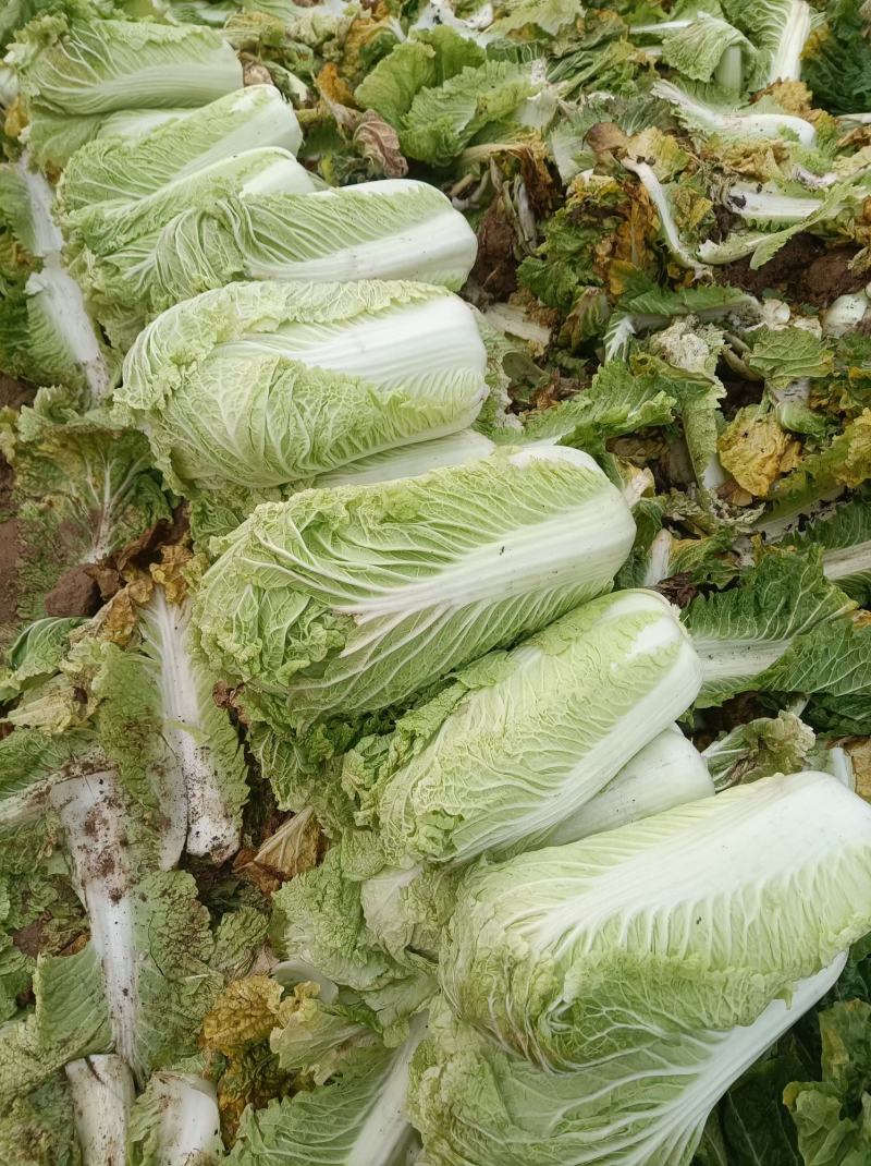 大量出售黄心白菜