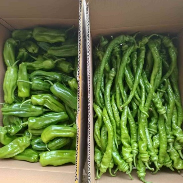 湖北黄冈千亩基地，暖棚货，质量好，一直到年后都有货