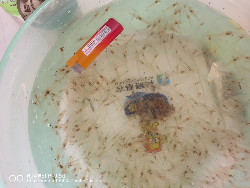 罗氏虾标粗苗5Cm左右