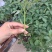 【圣女果苗】圣桃t7贝莹107小番茄苗仟禧贝贝苗包邮