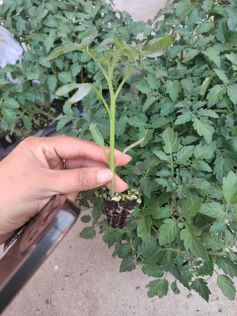 【圣女果苗】圣桃t7贝莹107小番茄苗仟禧贝贝苗包邮