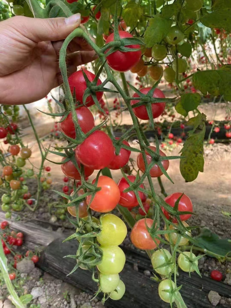【圣女果苗】圣桃t7贝莹107小番茄苗仟禧贝贝苗包邮