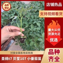 【圣女果苗】圣桃t7贝莹107小番茄苗仟禧贝贝苗包邮