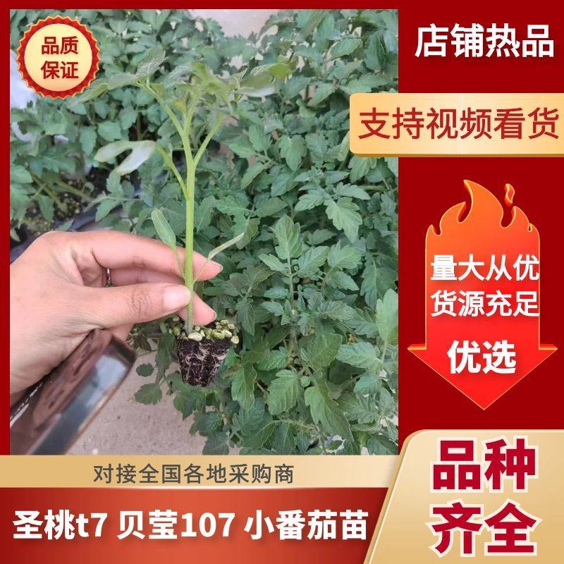【圣女果苗】圣桃t7贝莹107小番茄苗仟禧贝贝苗包邮