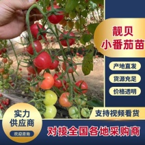【热卖】圣女果苗靓贝小番茄苗贝贝果苗高产抗病