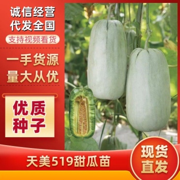 天美519甜瓜苗嫁接甜瓜苗山东育苗基地直发各种瓜苗
