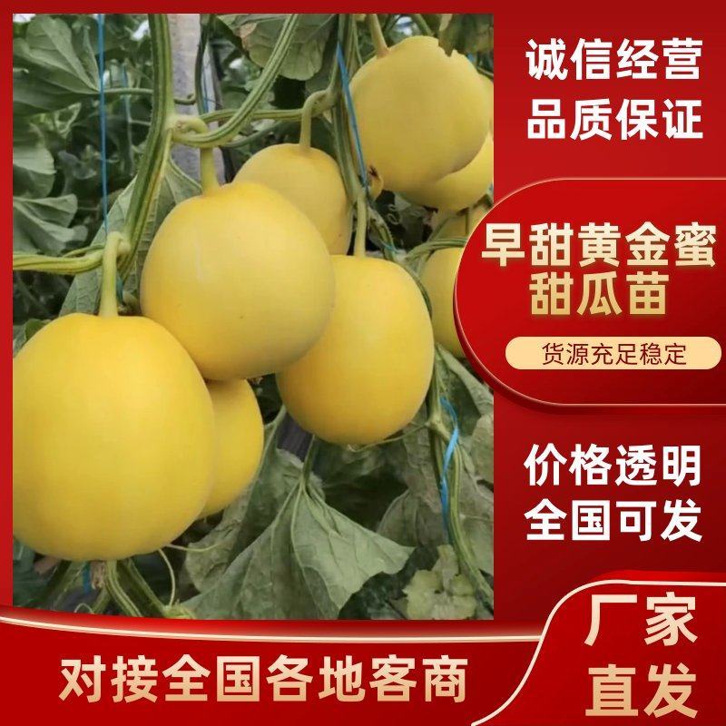 【实力】早甜黄金蜜甜瓜苗高产糖度高金蜜瓜苗