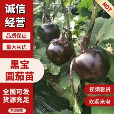 直播黑宝茄子苗，嫁接圆茄苗紫茄苗优质蔬菜种苗