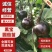 直播黑宝茄子苗，嫁接圆茄苗紫茄苗优质蔬菜种苗